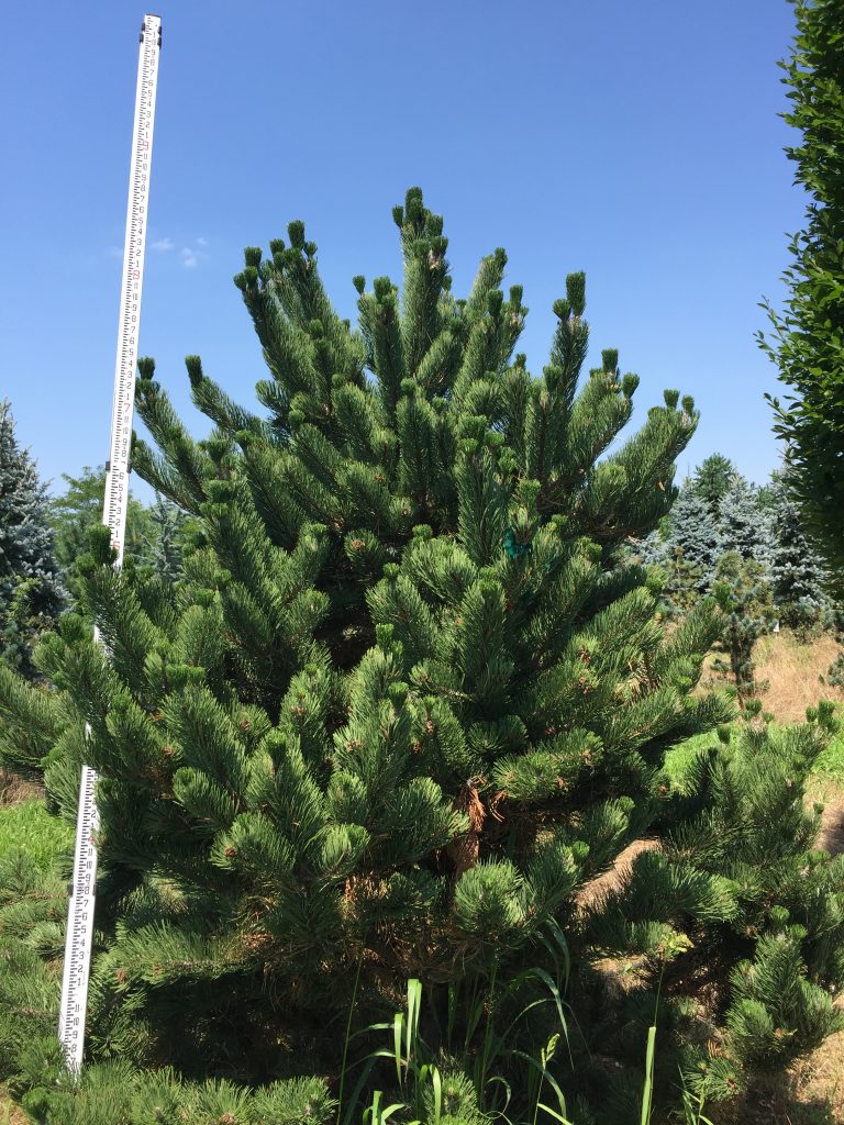 About Barton Nurseries